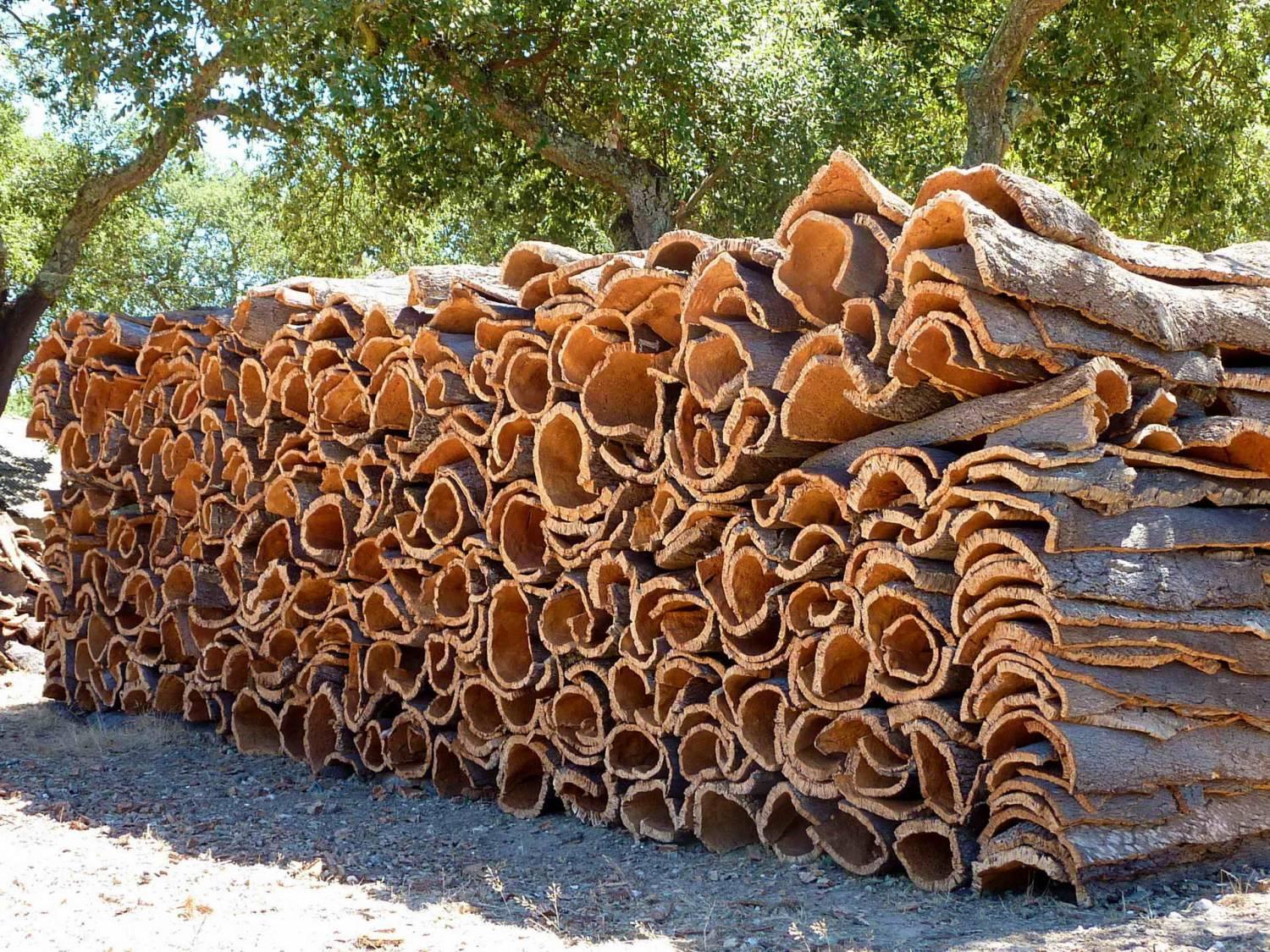 Cork ChatGPT.jpg