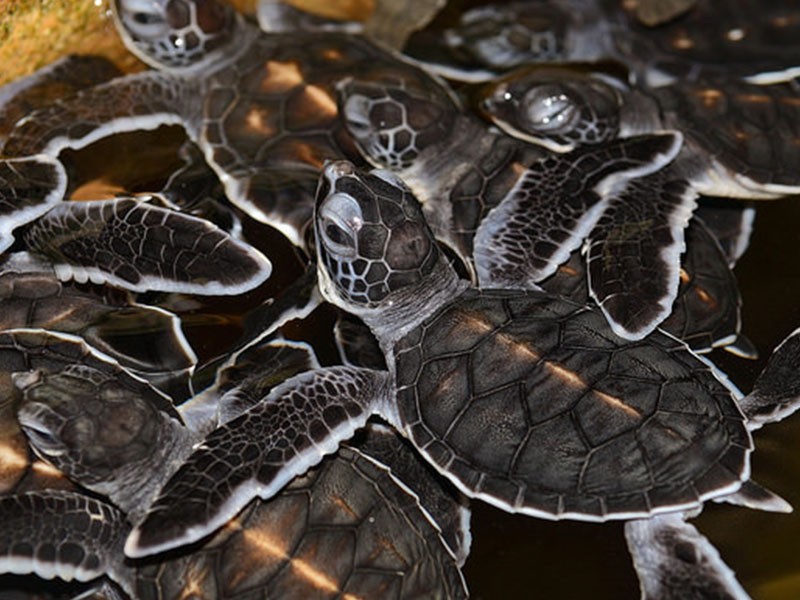 0000 kosgoda turtels day 10
