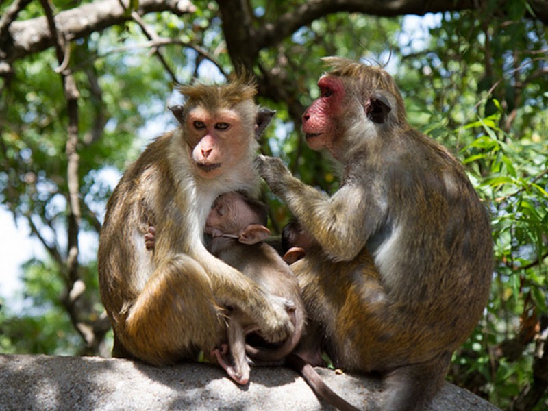 0009 minneriya monkeys day 4