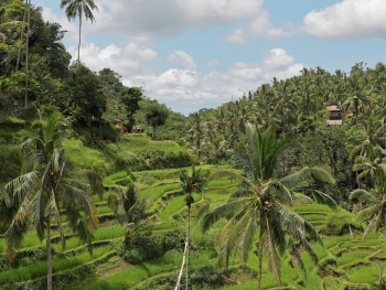indo_0015_day11