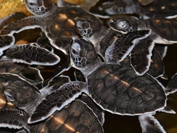 _0000_Kosgoda Turtels - Day 10